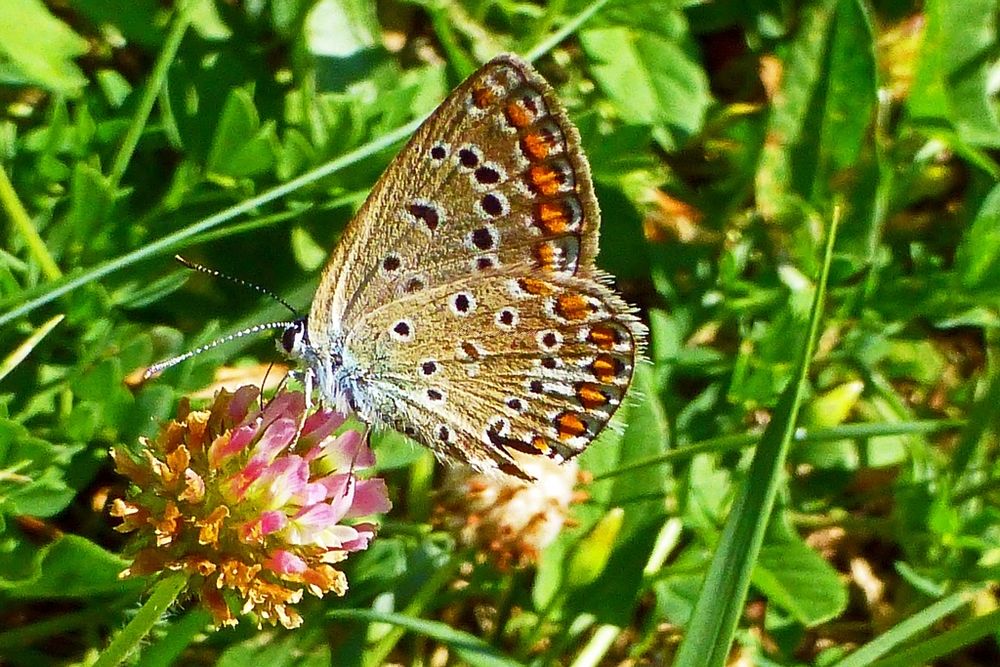 grass blue butterfly, Zizina labradus