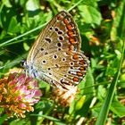 grass blue butterfly, Zizina labradus