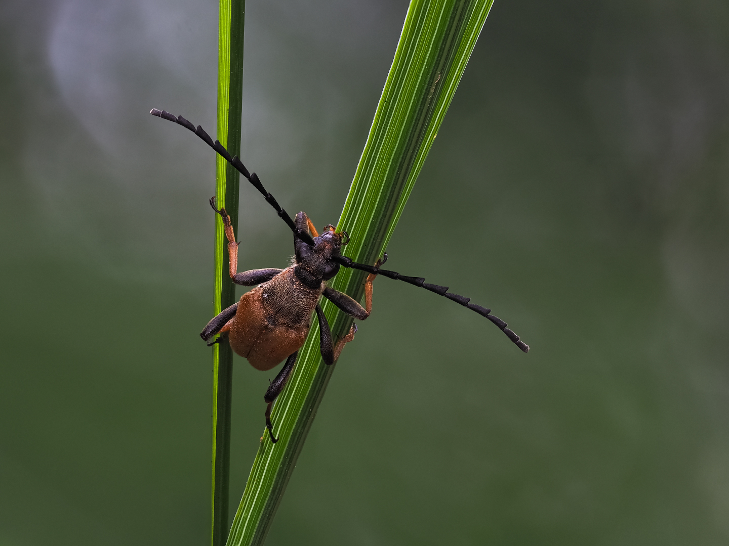 Grass climber