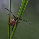 Grass climber