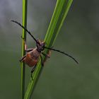 Grass climber