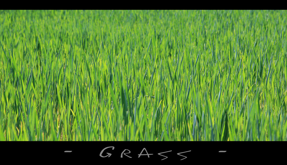 - Grass -