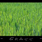 - Grass -