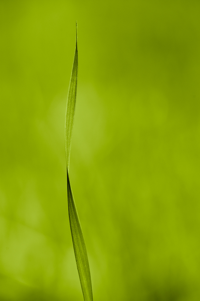 _grass_