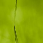 _grass_