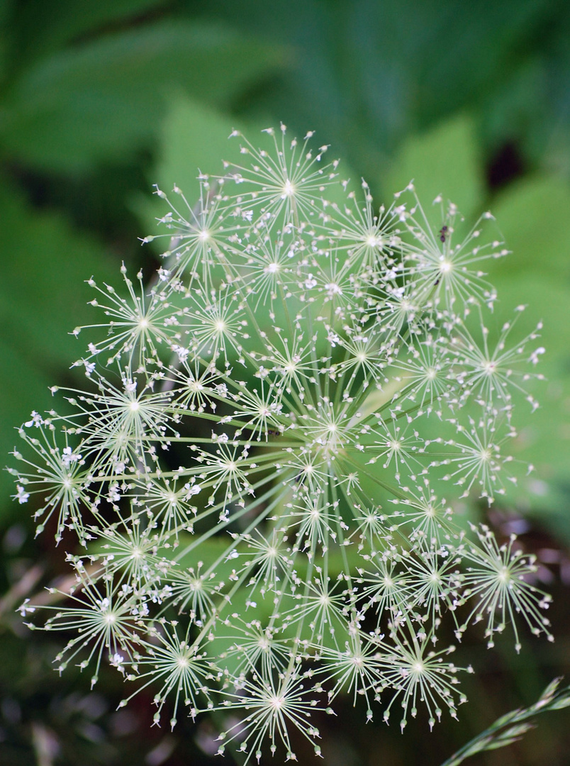 grass firework