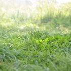 Grass grün