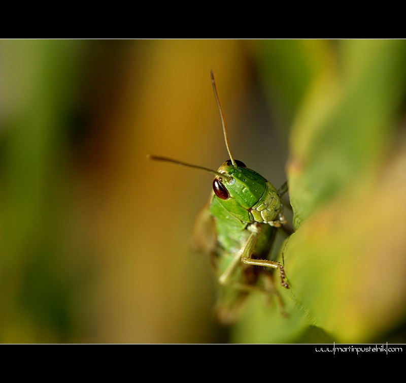 Grass Hopper