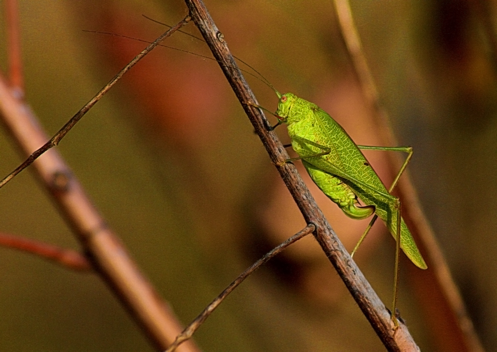 Grass hopper