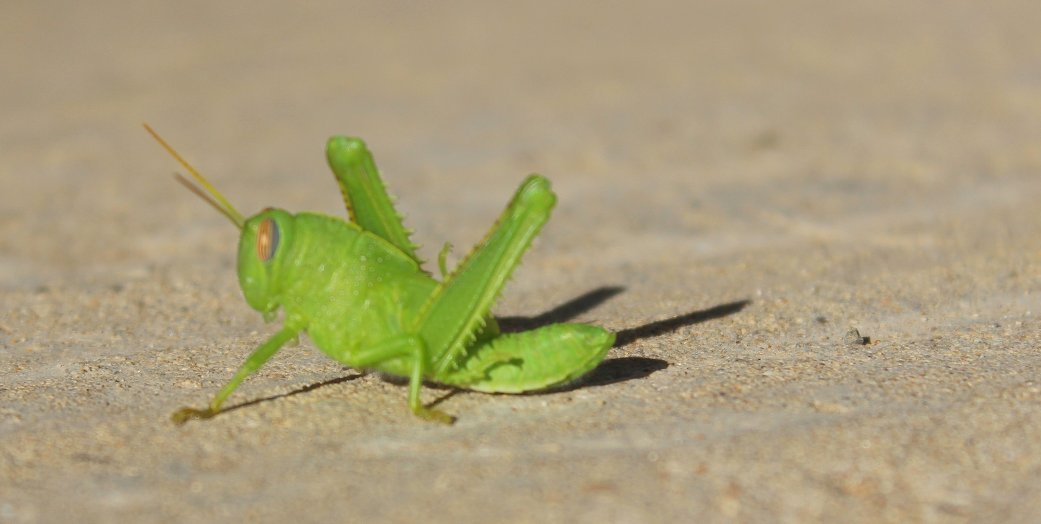 Grass Hopper