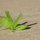 Grass Hopper I