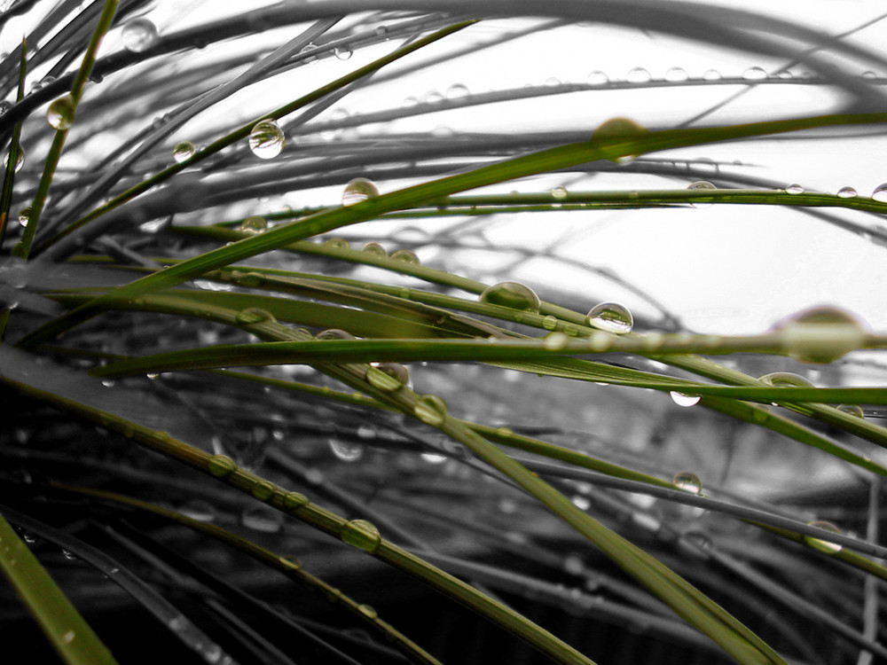 Grass im Regen