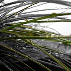 Grass im Regen