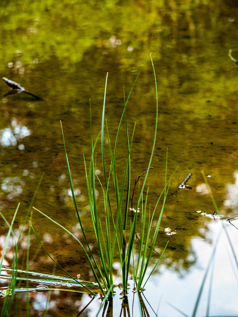 Grass in der Quelle