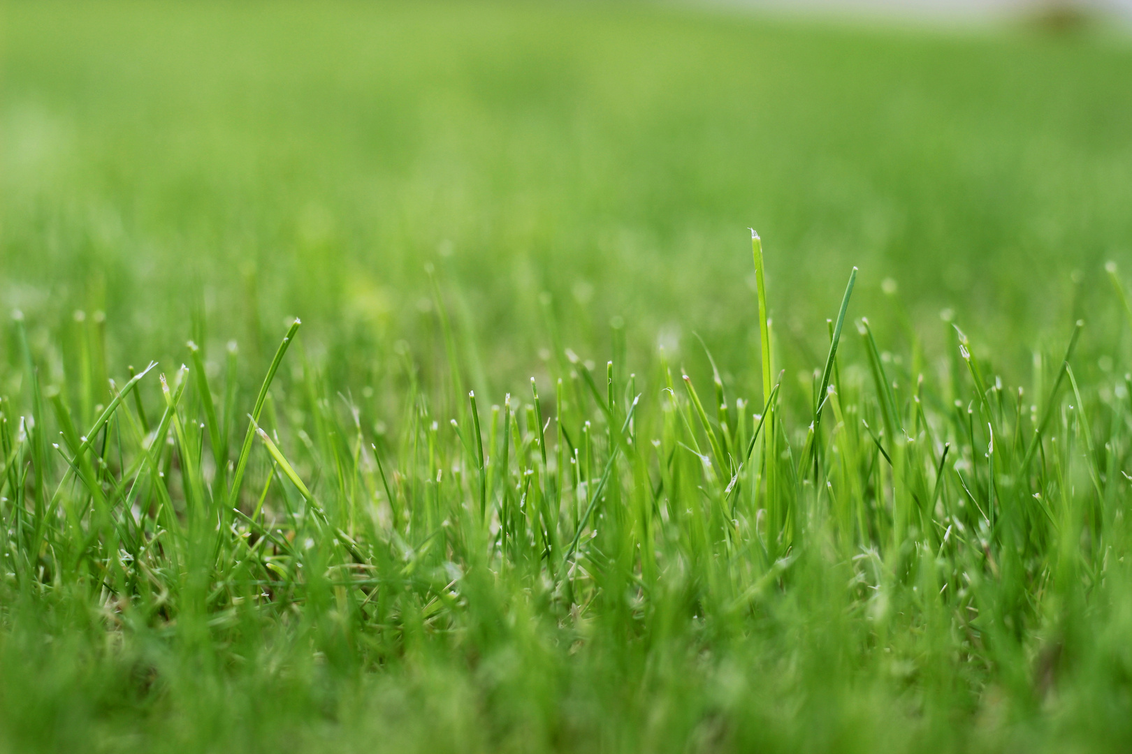 Grass in our garden