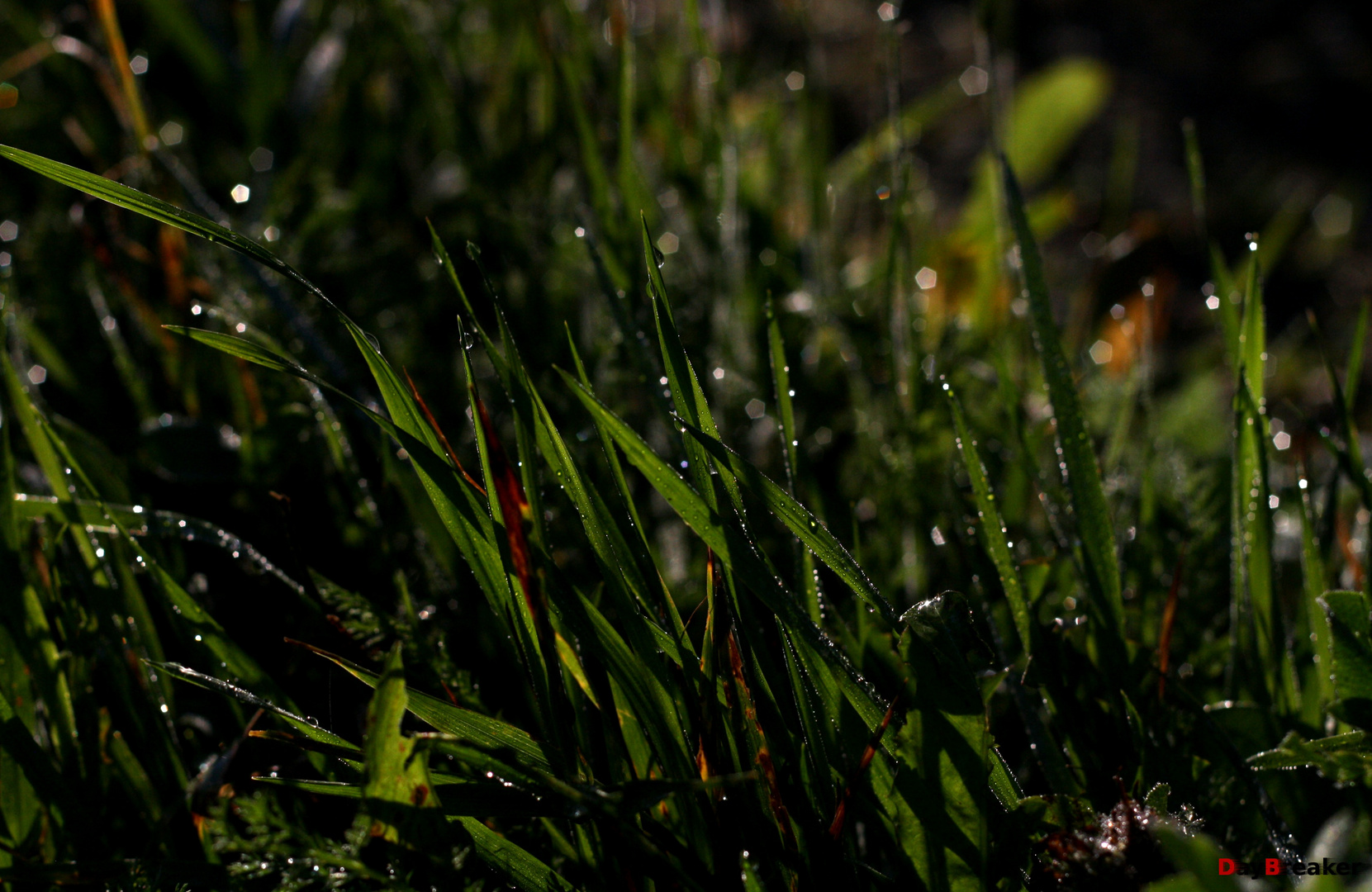 Grass in Sundawn