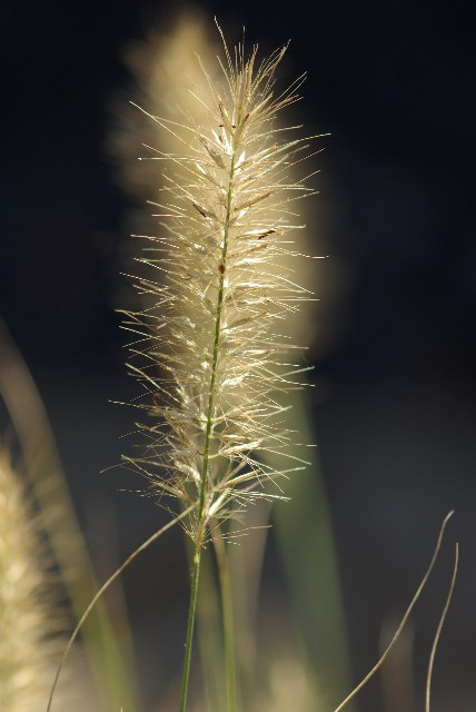 grass in the sun