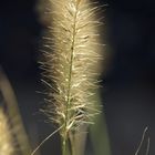 grass in the sun