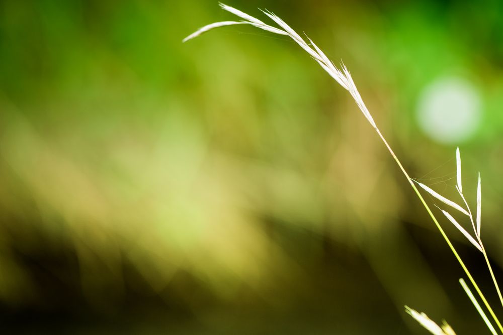 Grass in the wind