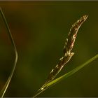 grass IV