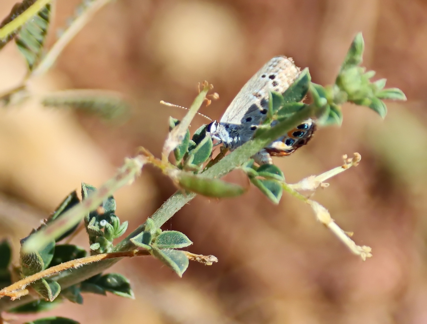 Grass Jewel