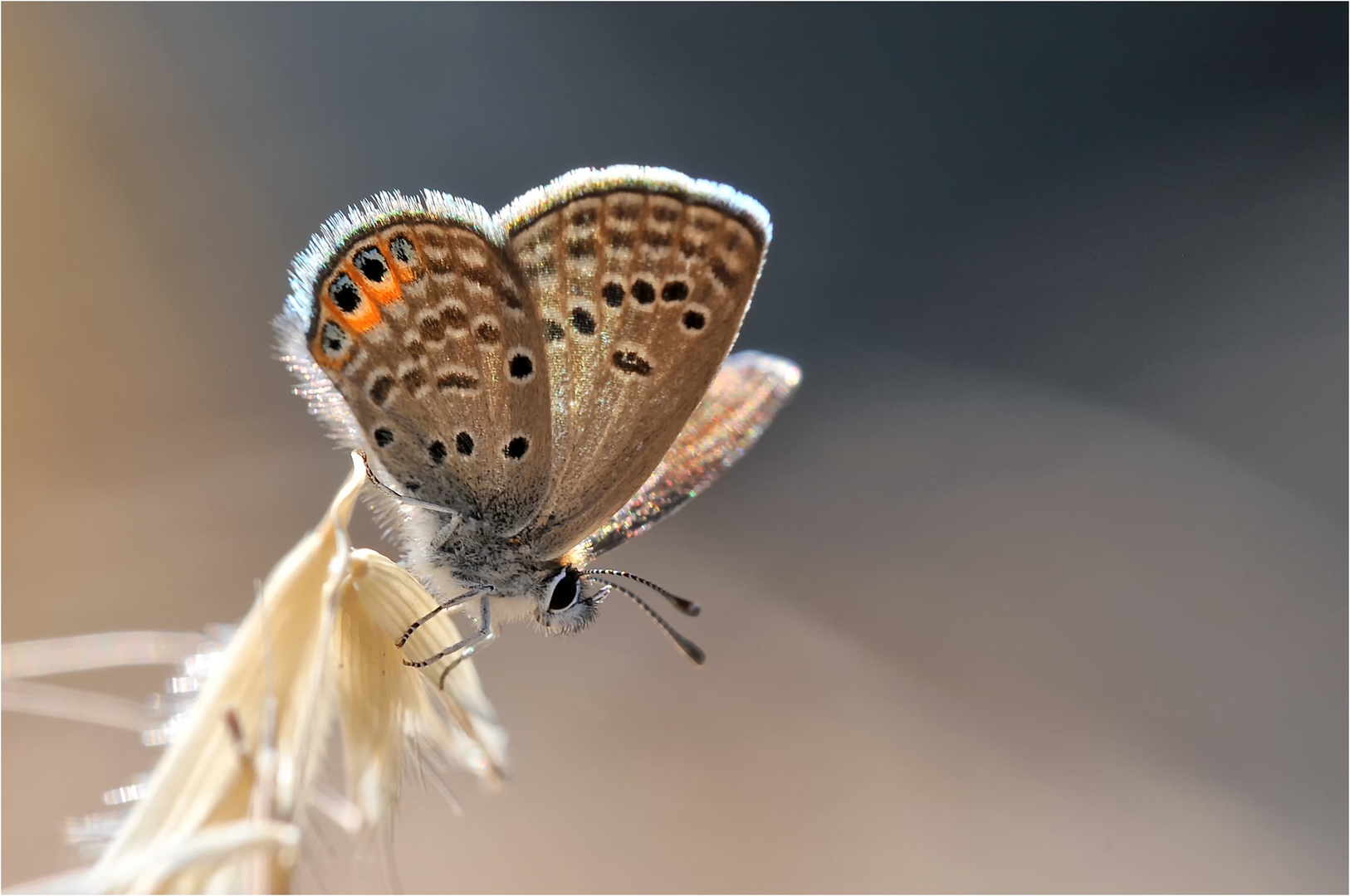 Grass Jewel (Freyeria trochylus)