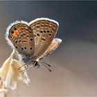 Grass Jewel (Freyeria trochylus)