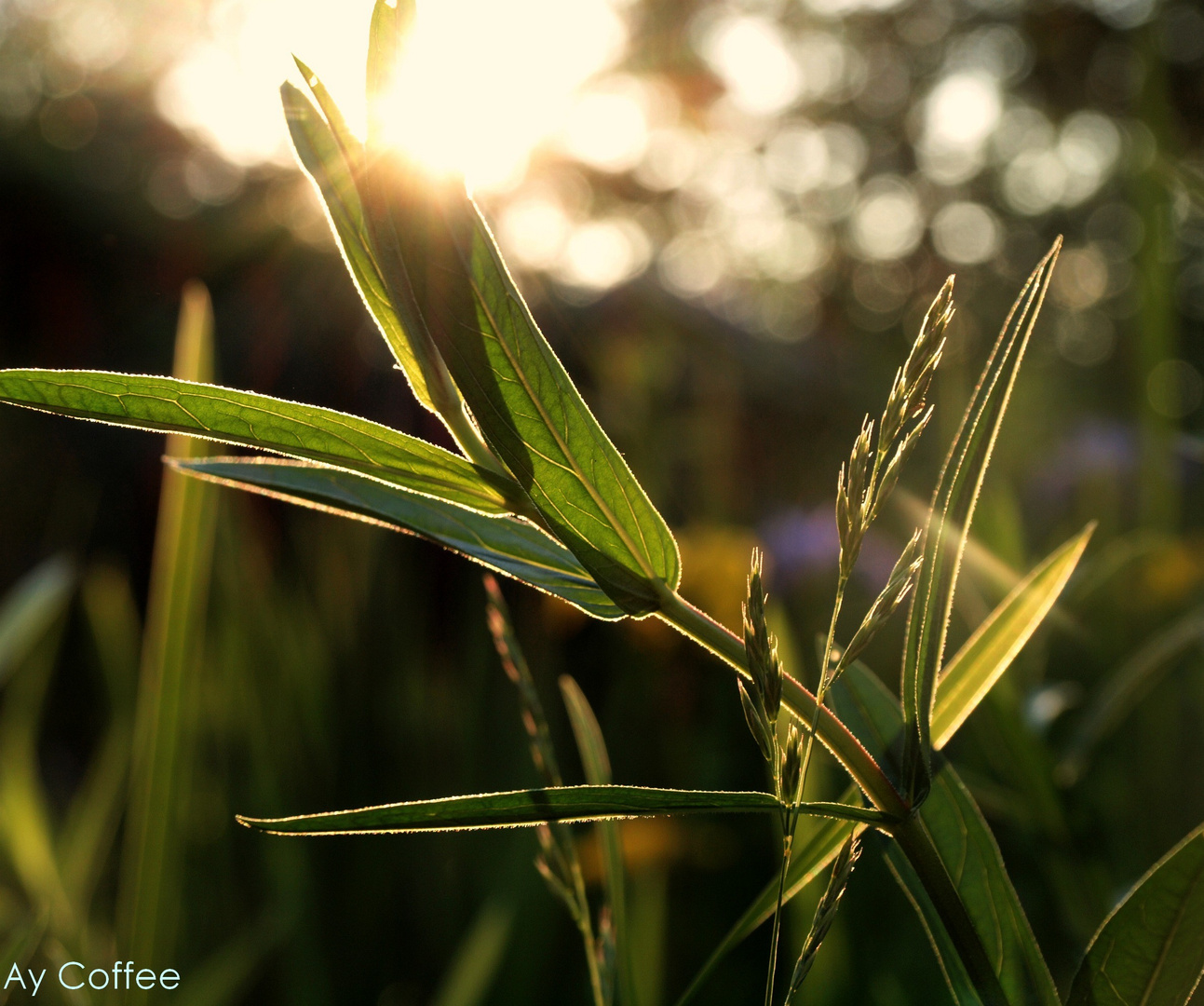 Grass & Lights