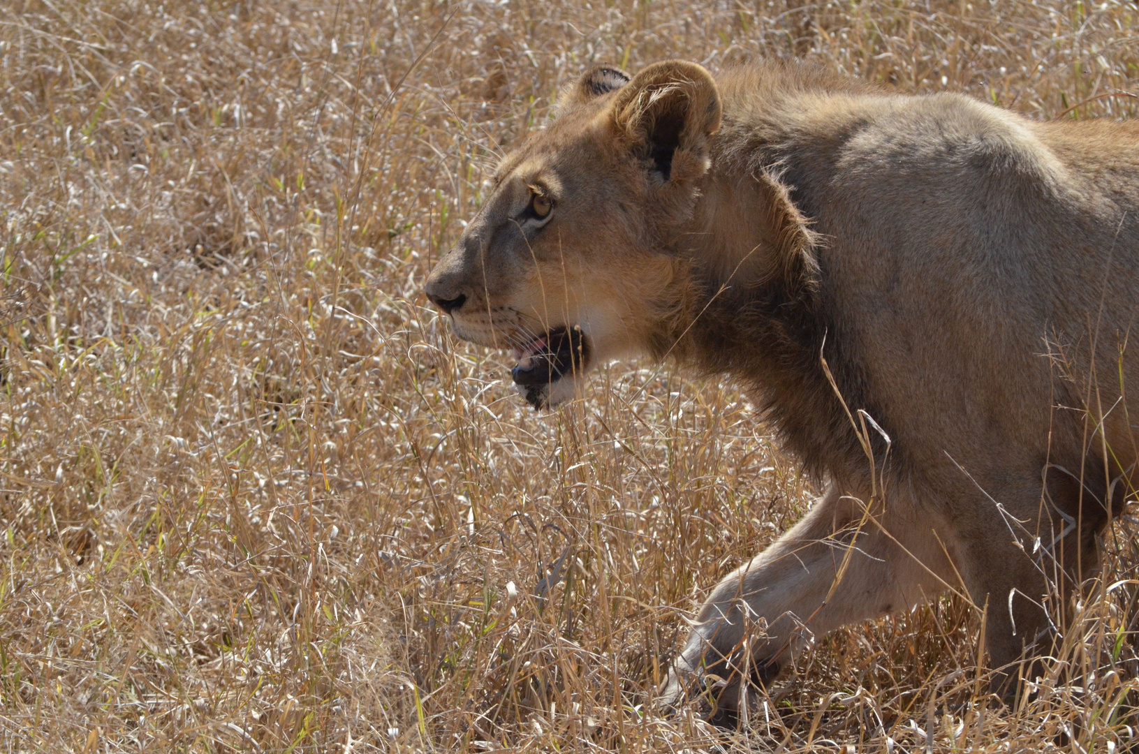 Grass lion