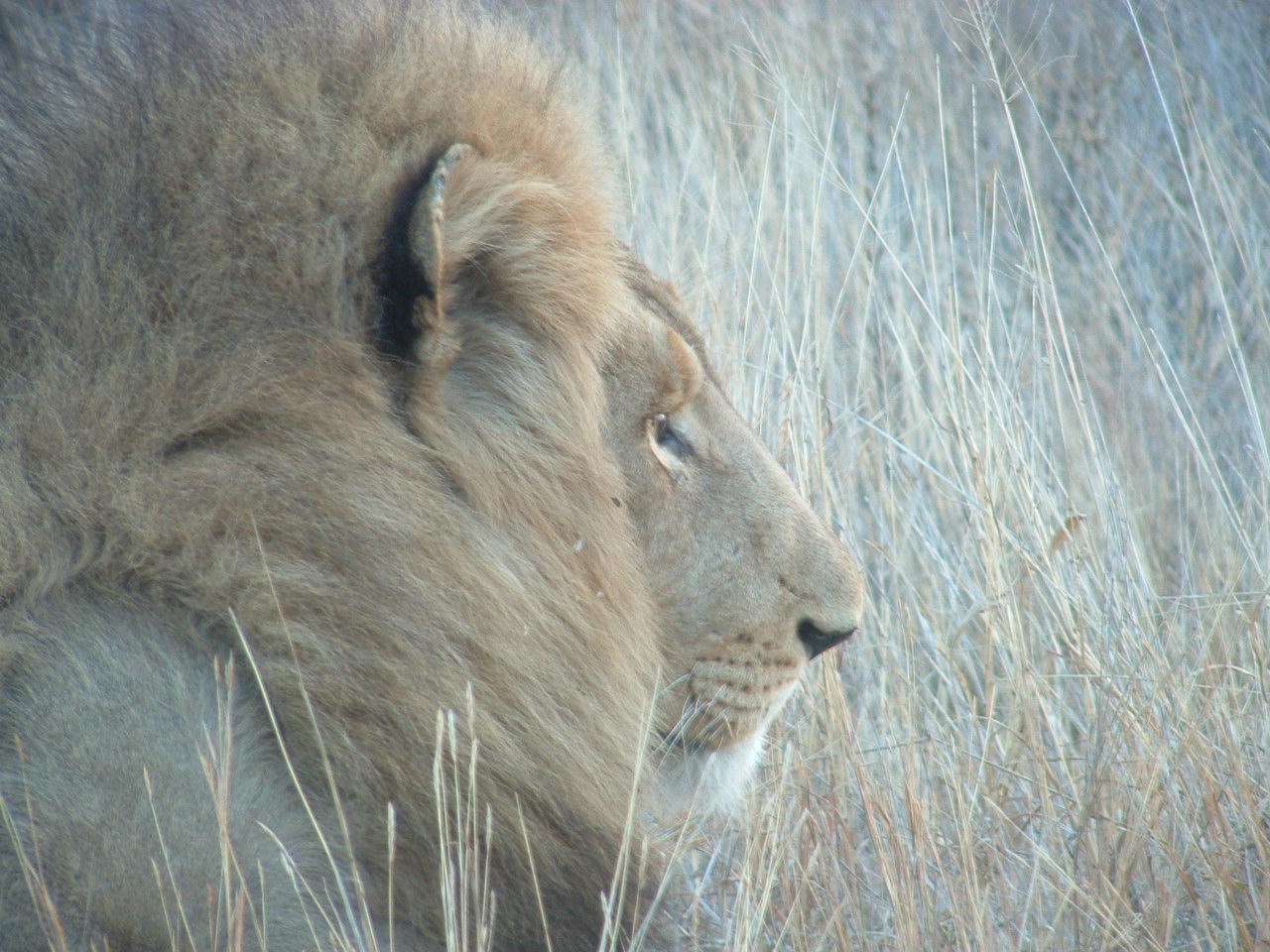 Grass Lion