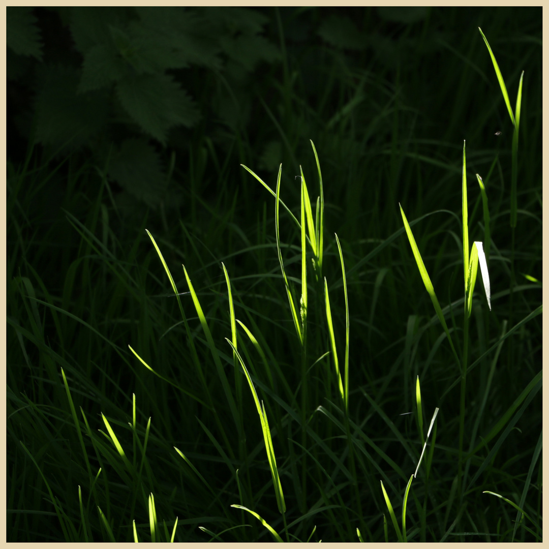 grass near hethpool