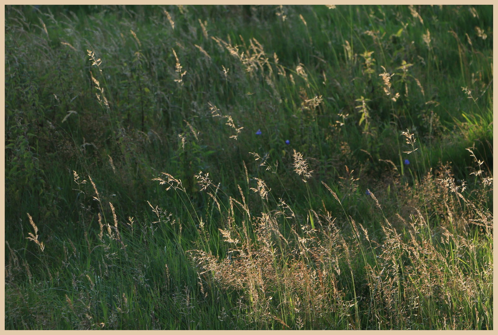 grass near hownam law 5