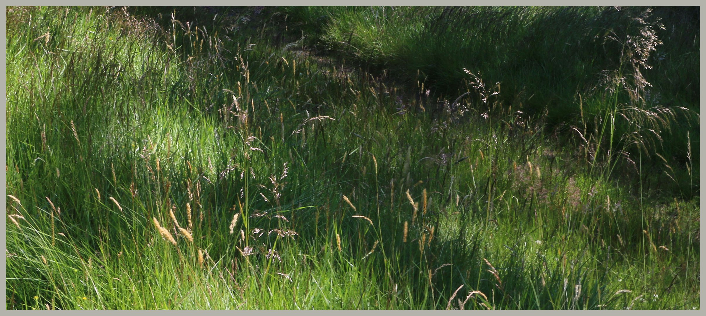 grass near trows plantation in the Cheviot hills