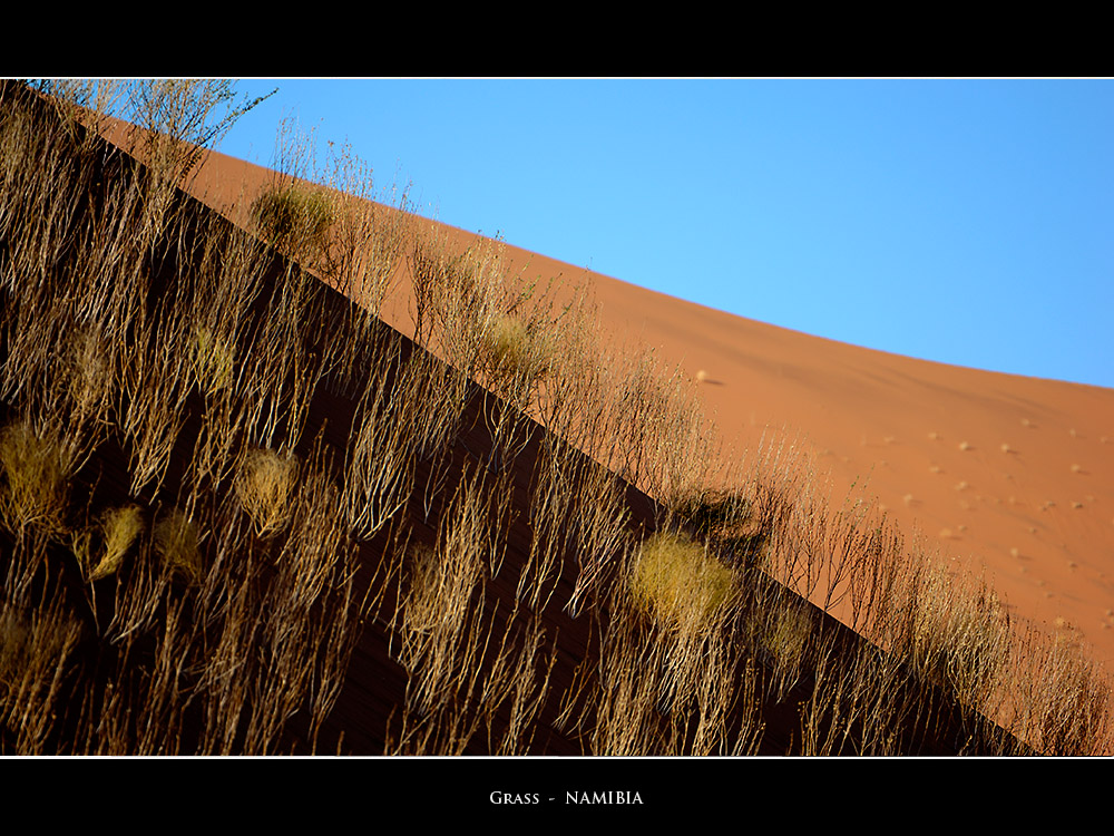 Grass on a dune