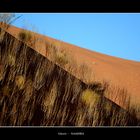 Grass on a dune