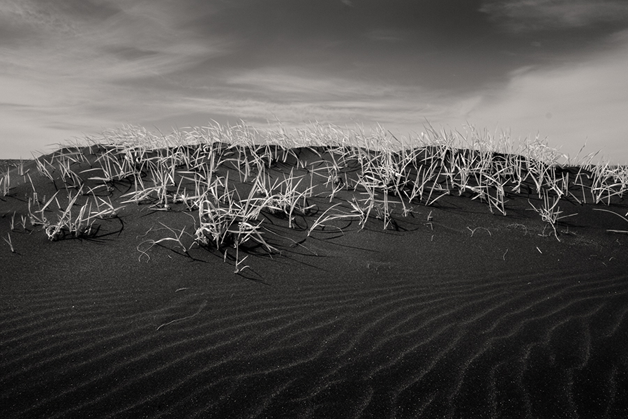 Grass on Black Sand....