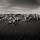 Grass on Black Sand....