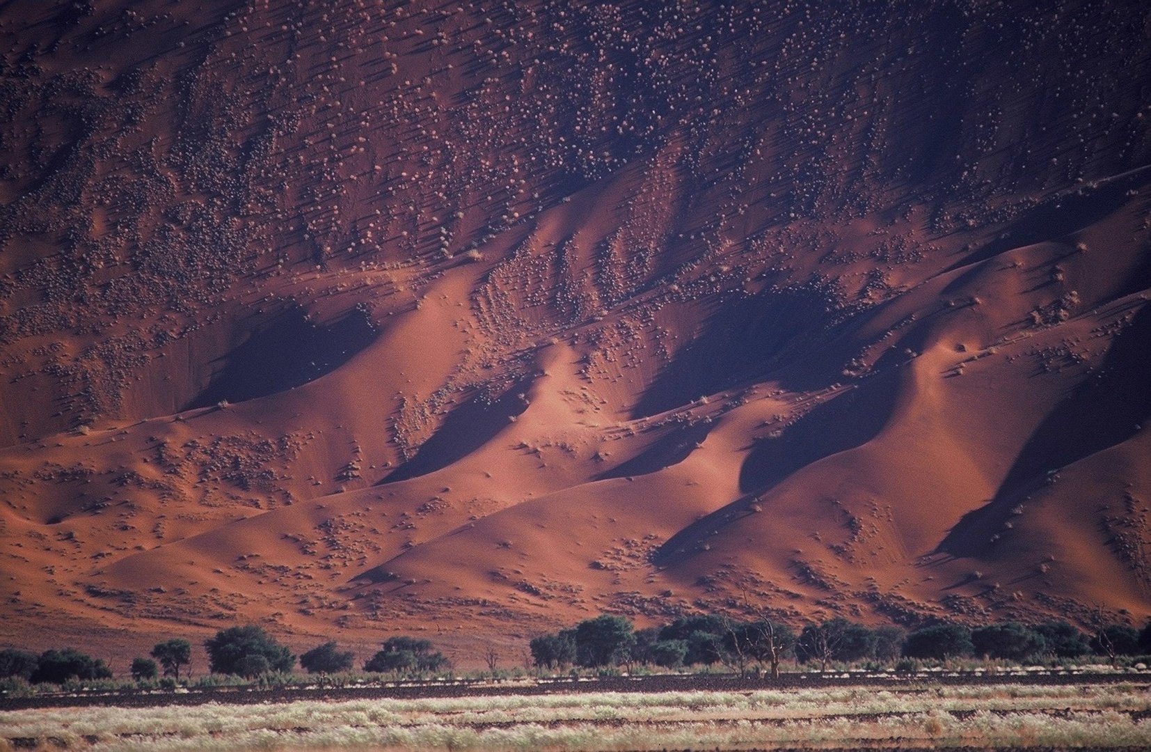 Grass on dunes