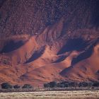 Grass on dunes