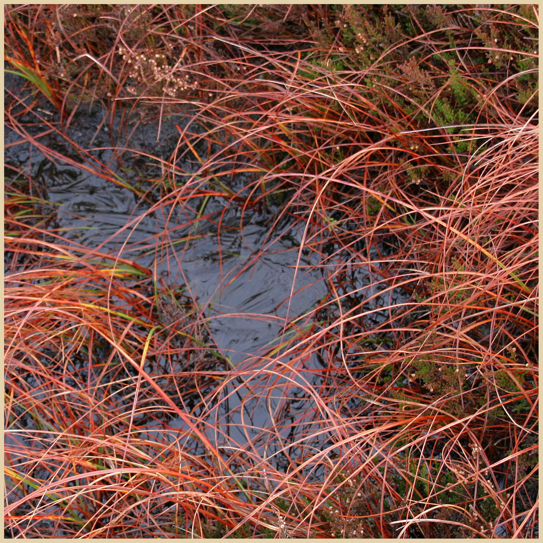 grass on long crag 10