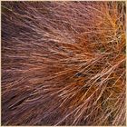 grass on long crag