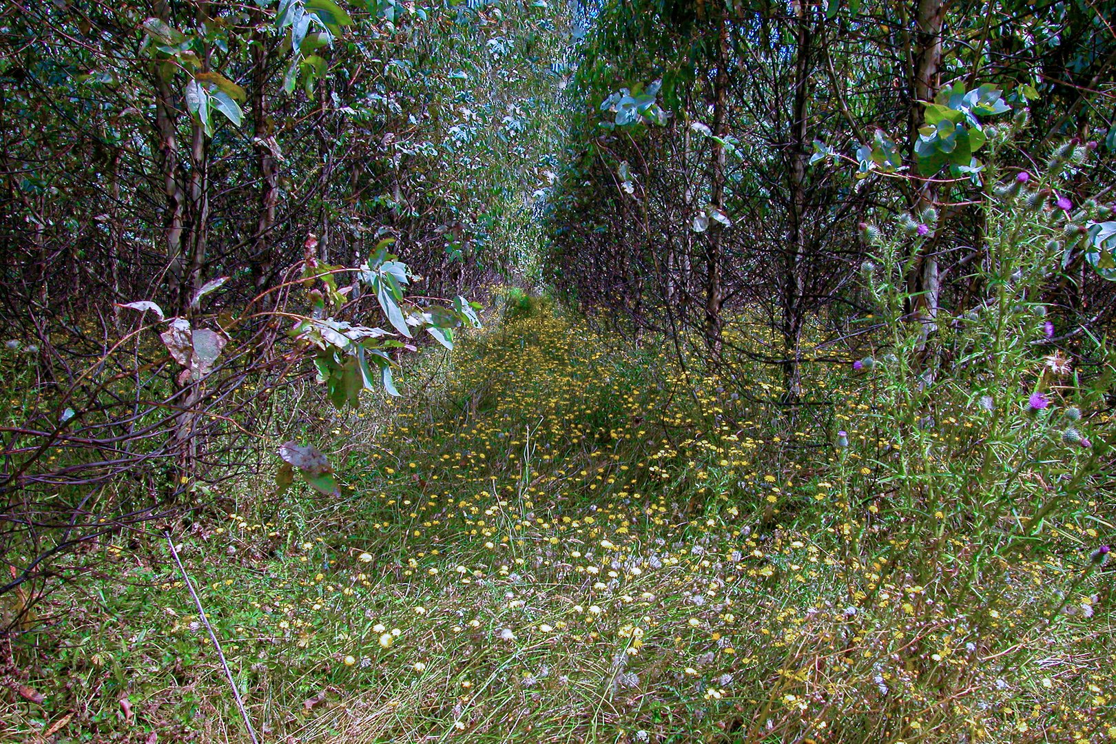 Grass path through the mixed forest 