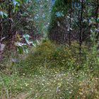 Grass path through the mixed forest 