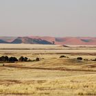 Grass plain and dunes