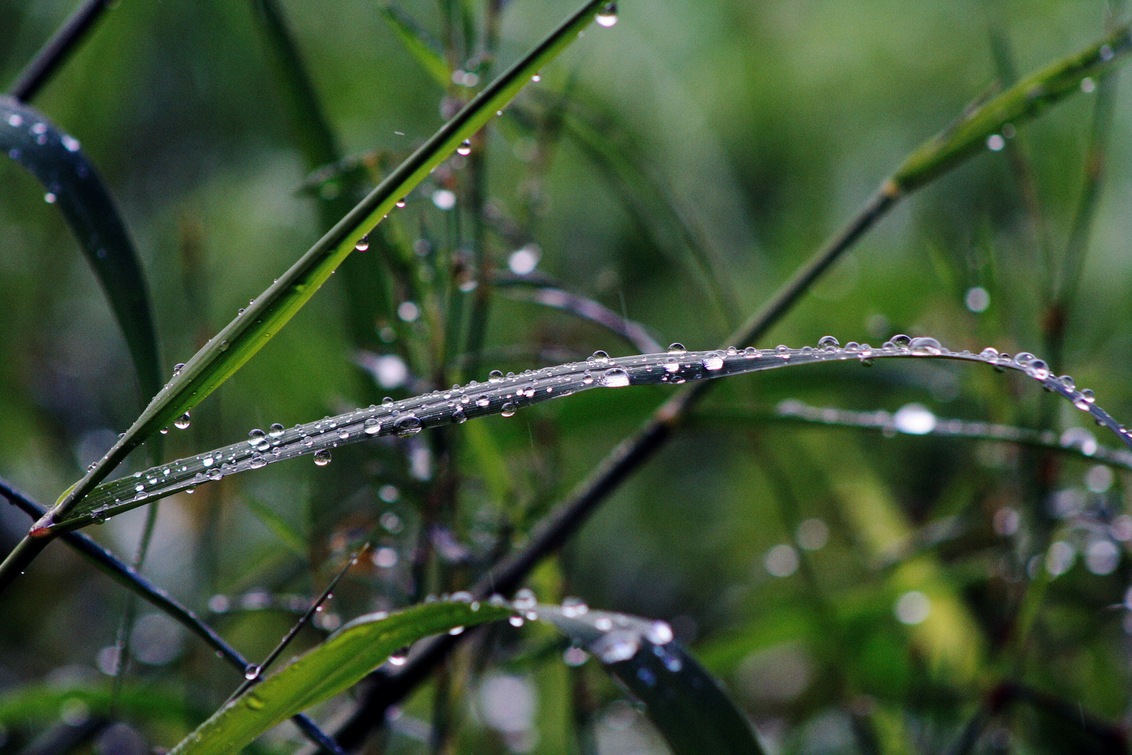 grass rain