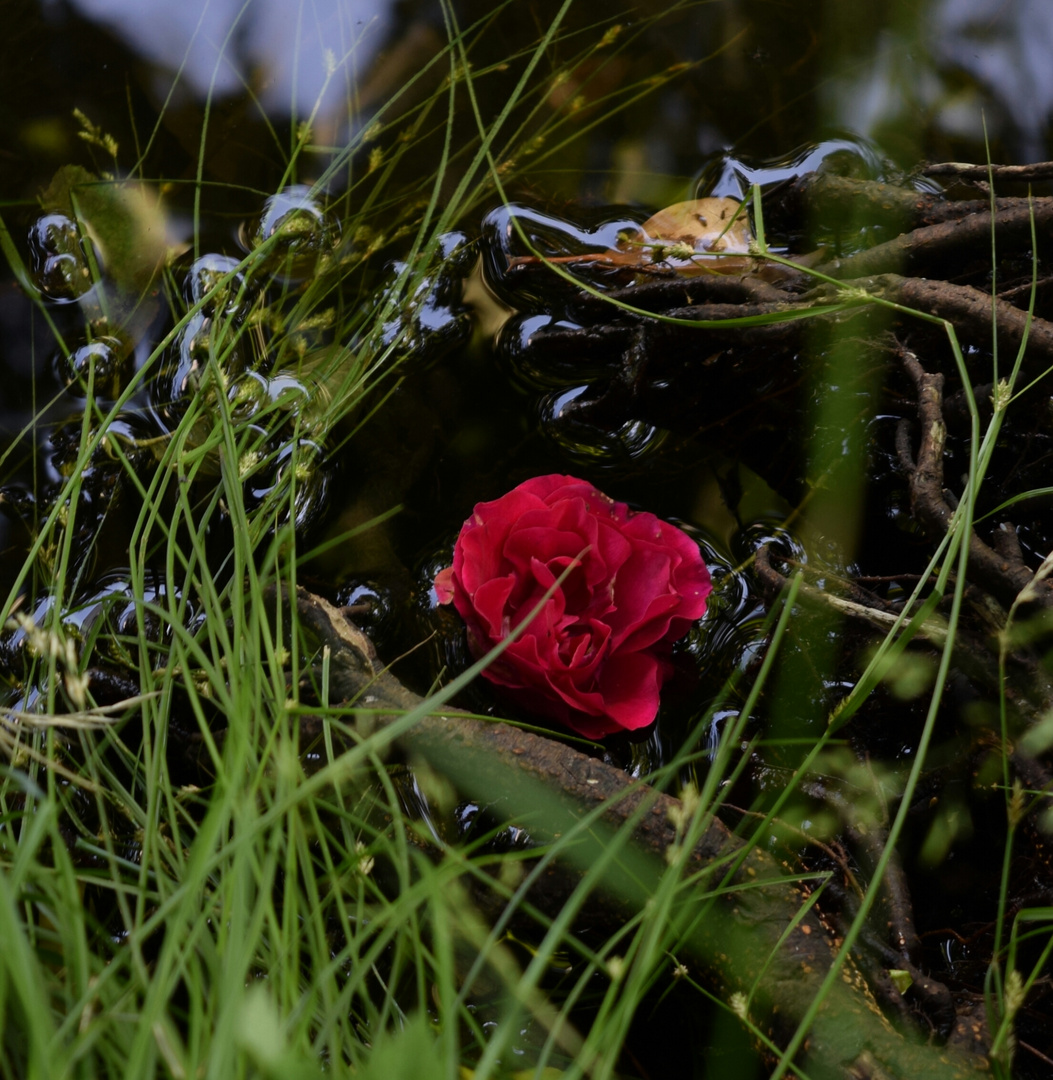 Grass & Roses