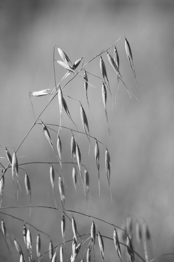 Grass Seeds