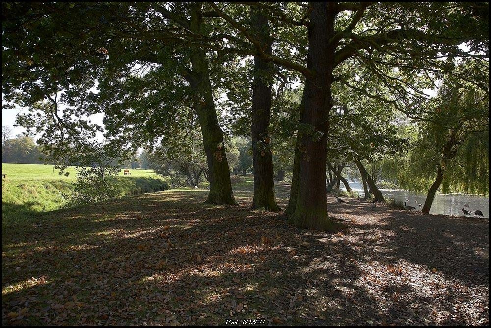 GRASS SHADE AND WATER.