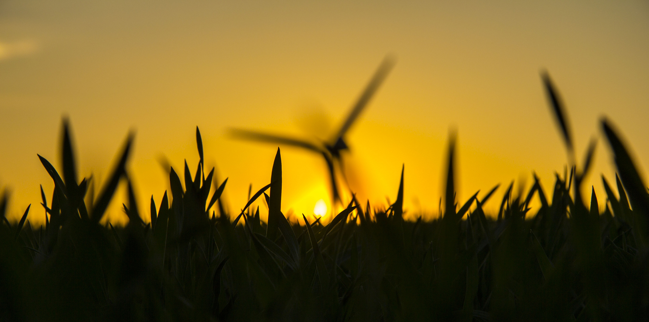 Grass Silhouette