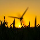 Grass Silhouette